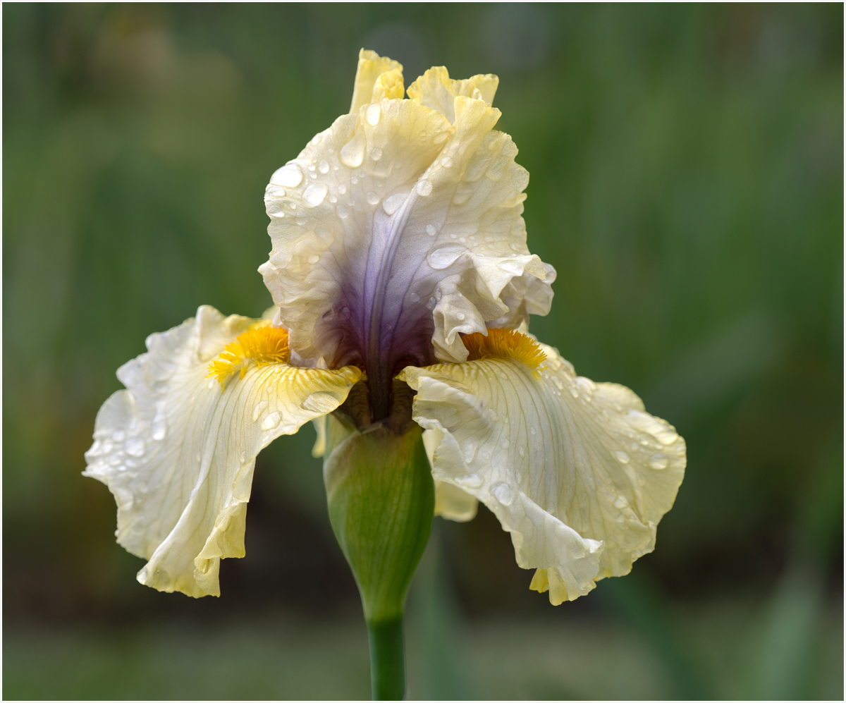 Chasolen Debra Harmony Nature   Botanical   Class B 20251022